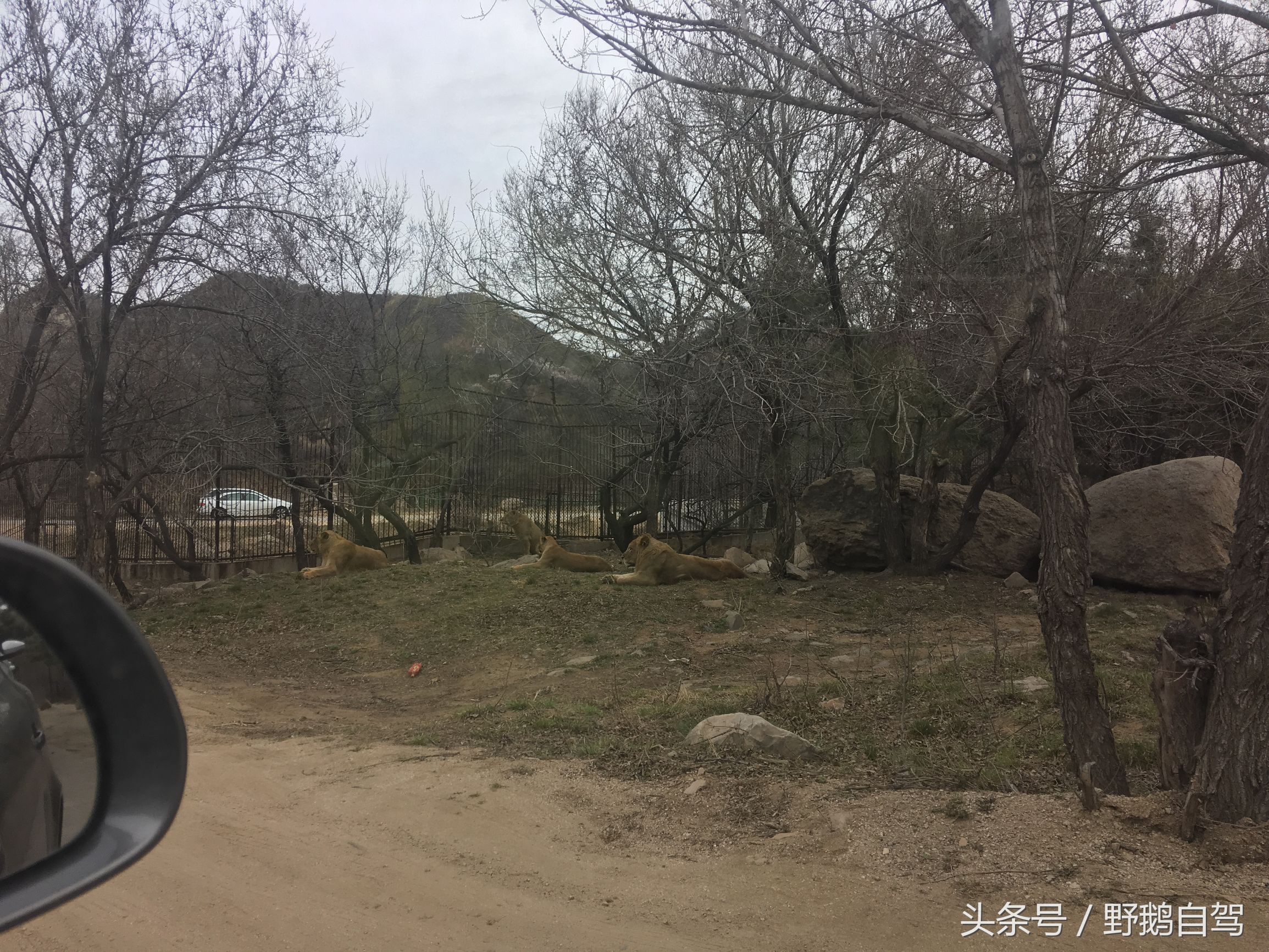 八达岭野生动物园野兽区,八达岭动物园自驾攻略大全