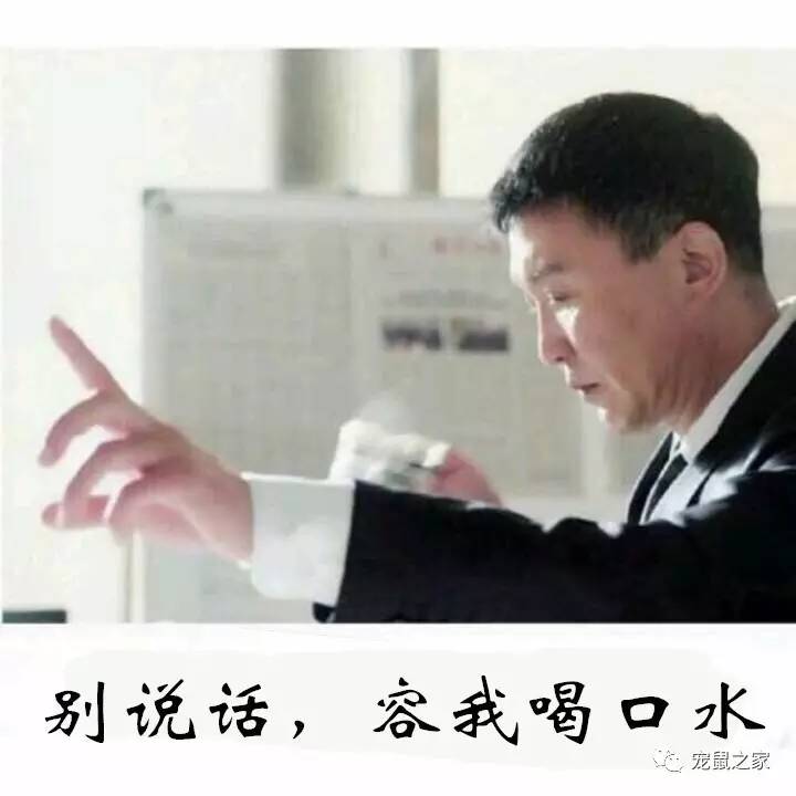 鸡不撒尿为什么喝水没事,天竺鼠几乎不喝水