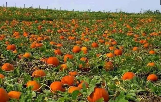 蔬菜种植没销路怎么办,蔬菜种植过程中资金不够该怎么办