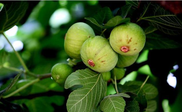 遇见无花果,怀旧无花果