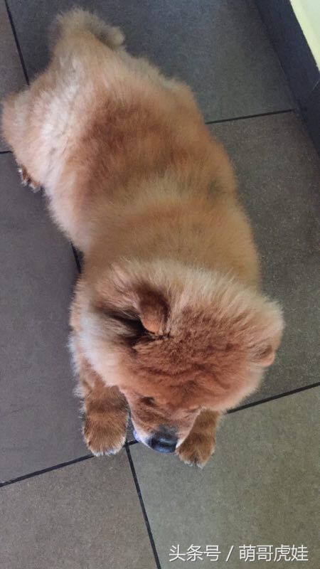 没有常识的家政阿姨竟然给汪星人吃海带，只因怕浪费害苦了宝宝