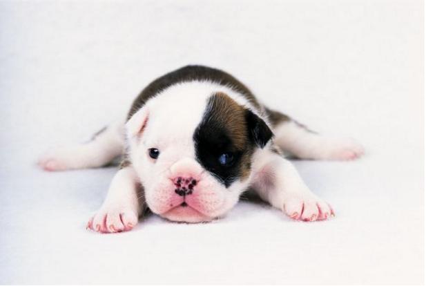 属狗的人204年的运势及运程,属狗人24年流年运程