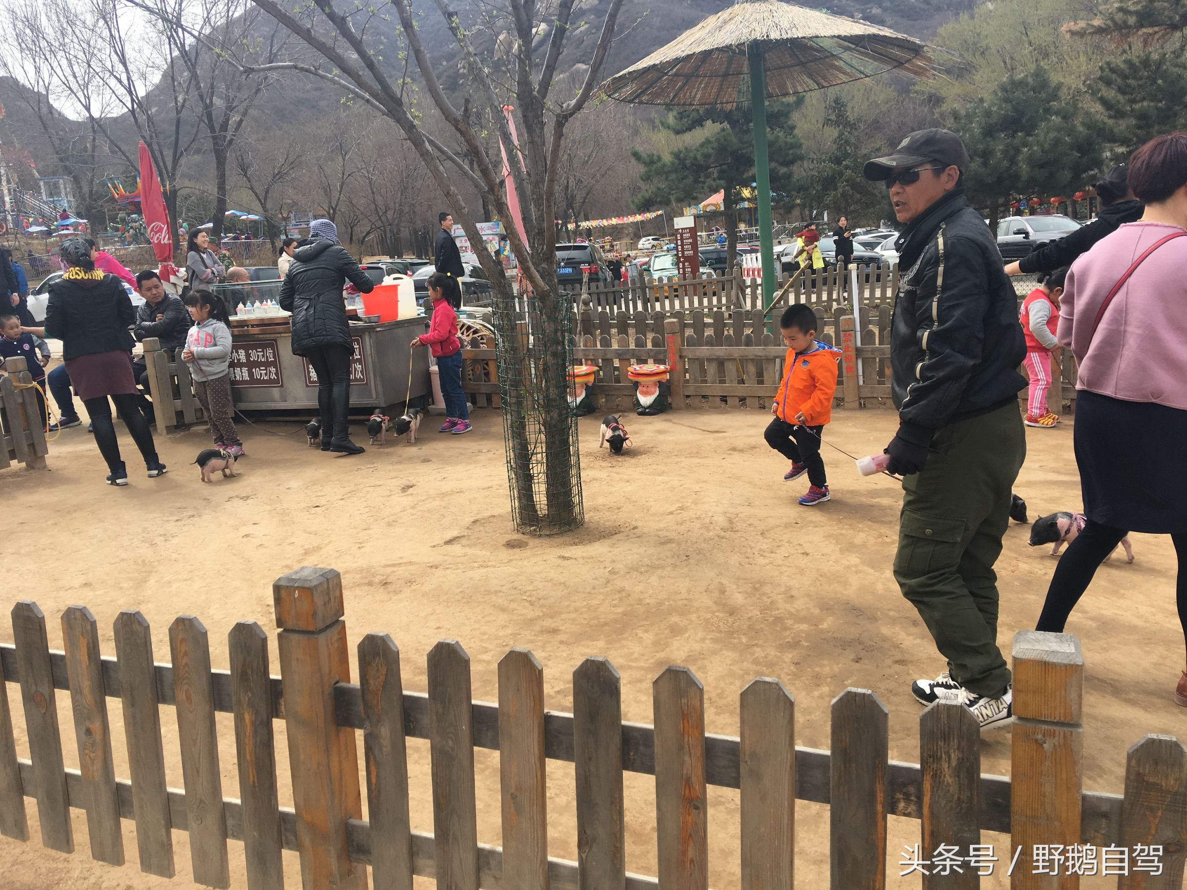 八达岭野生动物园野兽区,八达岭动物园自驾攻略大全