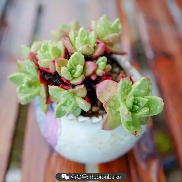 娇艳欲滴的多肉植物,春雨中多肉图片大全