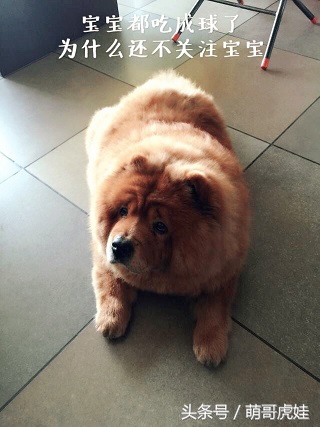 没有常识的家政阿姨竟然给汪星人吃海带,只因怕浪费害苦了宝宝