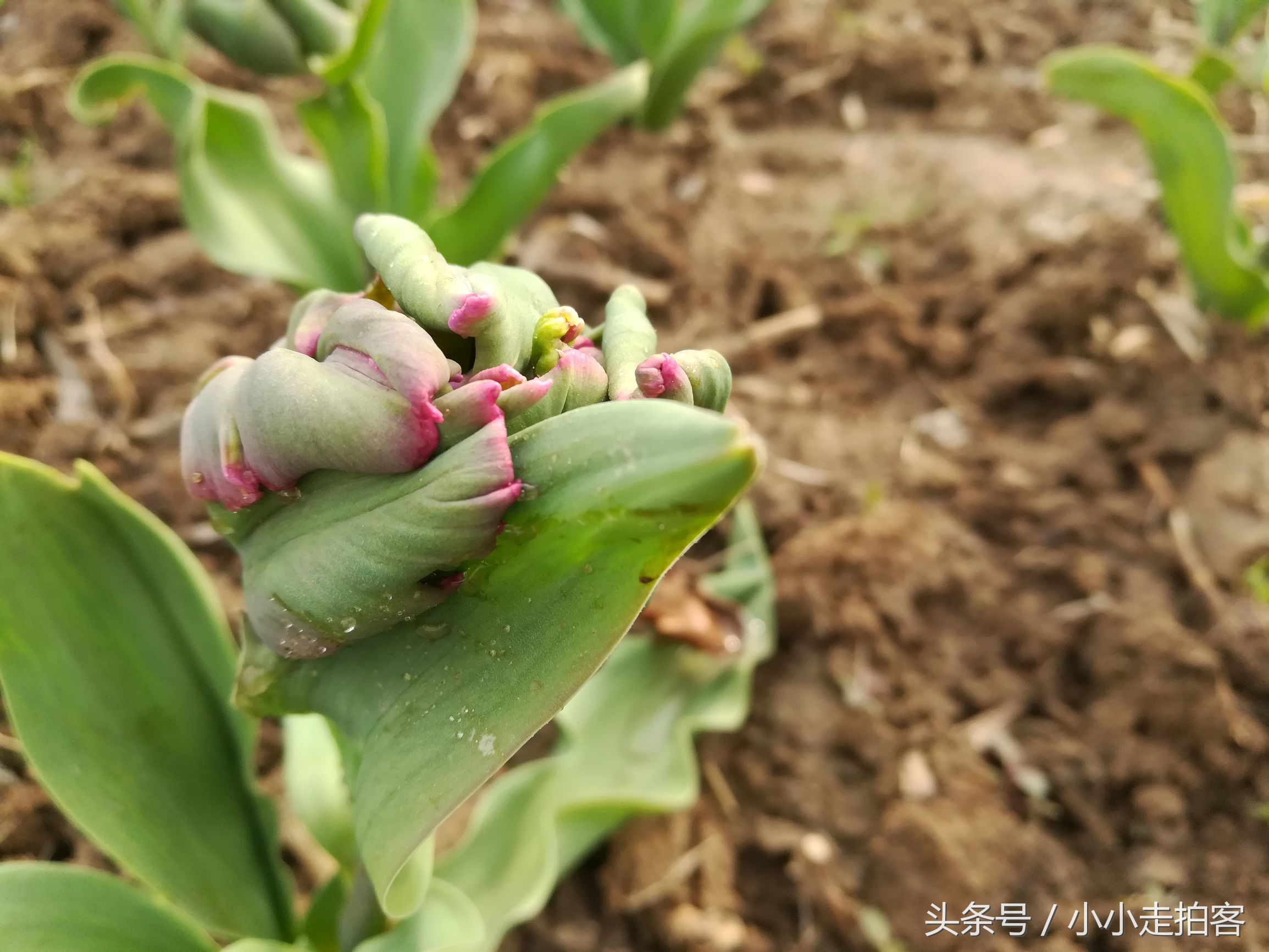 郁金香恶魔,传说中的郁金香种子