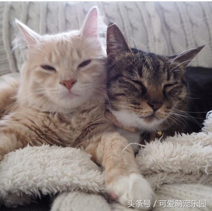 猫主子的日常练就一切技能,这才是猫应有的样子