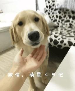 金毛偷吃主人30多个鸡爪,金毛偷吃了10个鸡爪