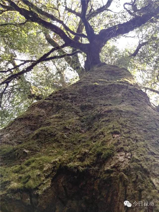 禄劝九龙石牛山原始森林,云南禄劝县团街镇卓干山原始森林