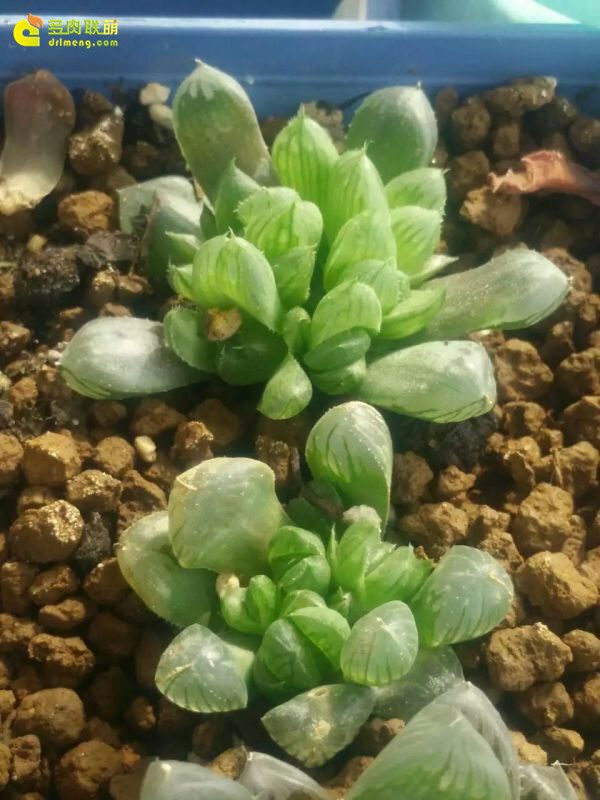 一个脚气患者的真实故事,关于癣有趣的故事