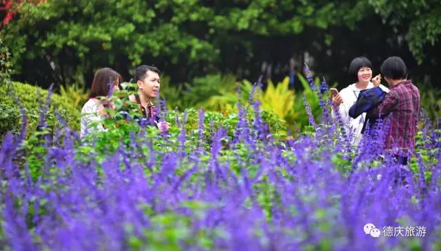 春暖花开正是踏青赏花的好时节,肇庆春日赏花的地方图片