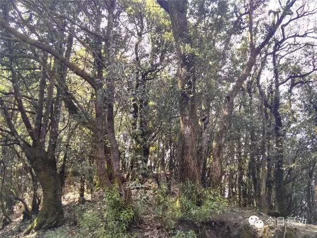 禄劝九龙石牛山原始森林,云南禄劝县团街镇卓干山原始森林