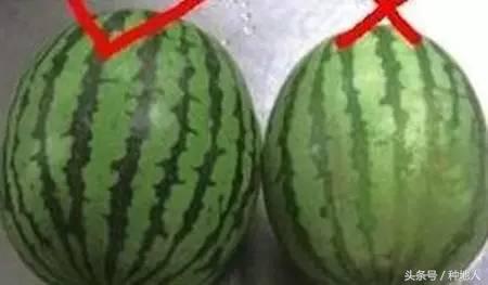 瓜农如何辨别西瓜是否成熟,如何看西瓜生瓜
