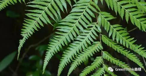 狼尾蕨造景方法,狼尾蕨的森林造景