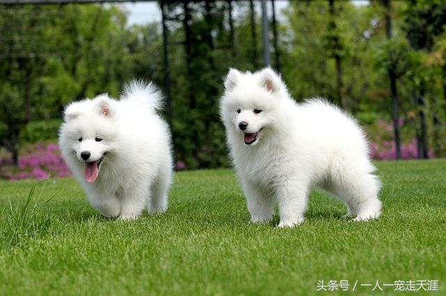 最可爱的四种宠物,10种最可爱的宠物狗