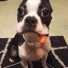 搞笑gif女汉子打起架来拦都拦不住,流氓会武术谁也挡不住