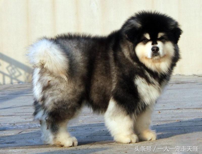 最可爱的四种宠物,10种最可爱的宠物狗