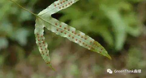 狼尾蕨造景方法,狼尾蕨的森林造景