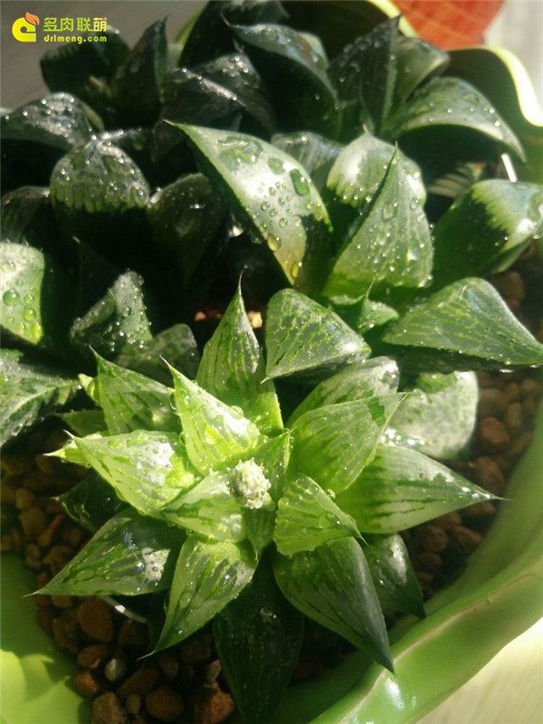 一个脚气患者的真实故事,关于癣有趣的故事