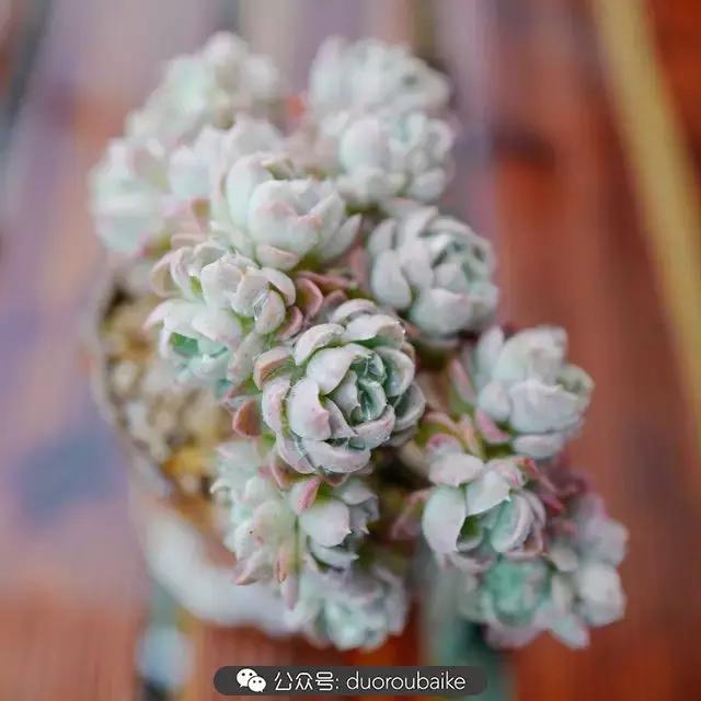 娇艳欲滴的多肉植物,春雨中多肉图片大全