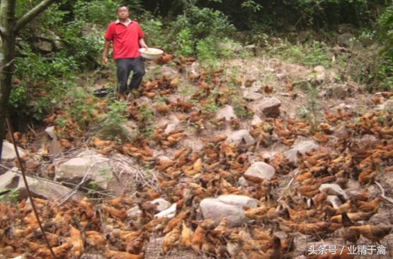 土鸡最难养活的是几个月,土鸡养殖风险
