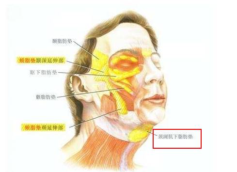 杨幂李菲儿,王鸥和李菲儿