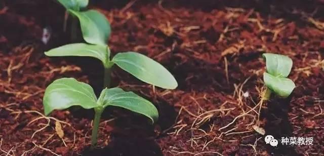 阳台黄瓜种植间距多少合适,阳台种植黄瓜视频教程