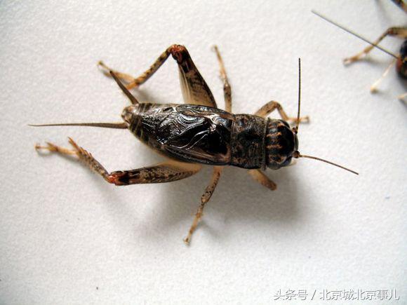 老北京人喜欢什么宠物,老北京人爱玩什么宠物