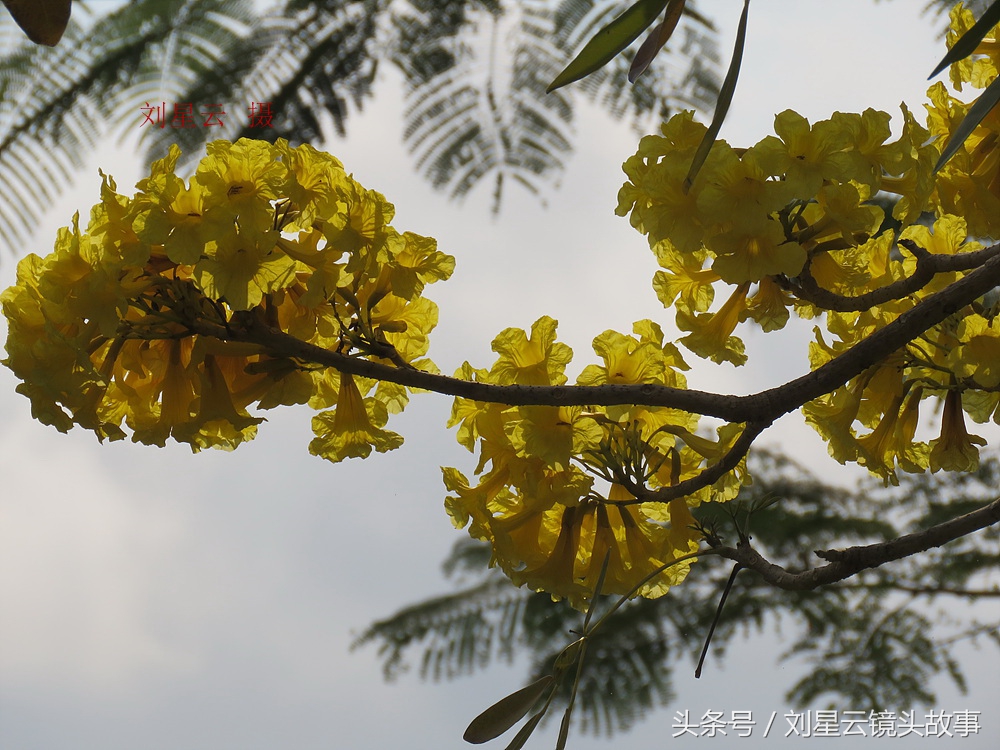 三亚黄花风铃花,三亚黄花风铃