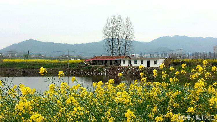 鏋炲窛灞辨按,鏋炲窛