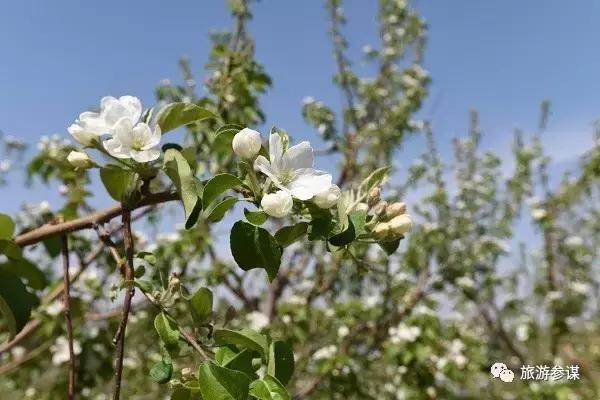辽源赏花的地方,辽源最佳观花位置