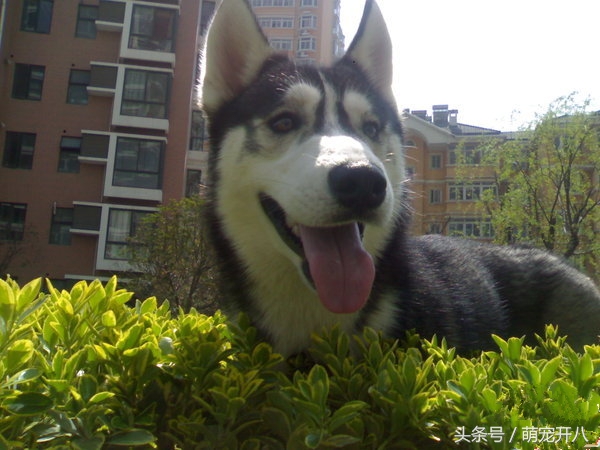 感动:你养过最皮的狗吗?反正我都不好意思说自己养哈士奇!