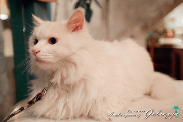 鼓浪屿完整攻略 (鼓浪屿详细攻略大全)