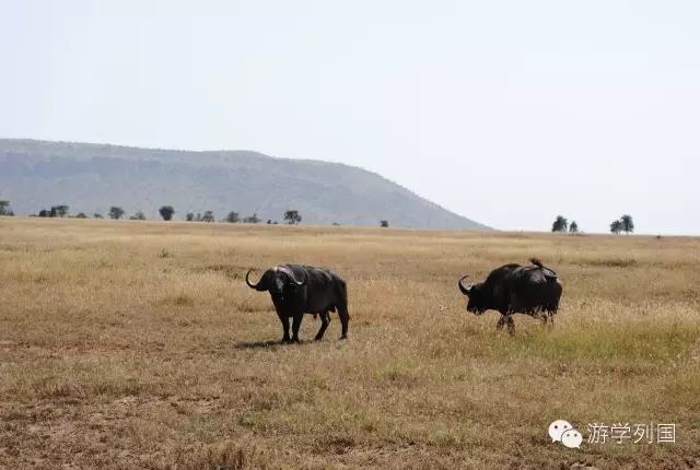 一生必去一次的非洲坦桑尼亚｜回归狂野