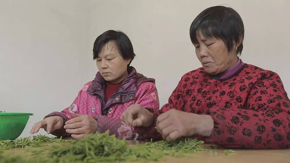 云南碧螺春和苏州碧螺春的区别,苏州哪里可以买到真正碧螺春