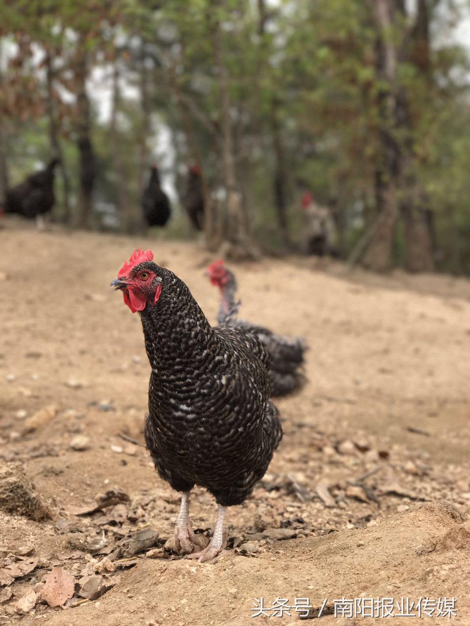 听着音乐进餐生活全程直播——看看这些芦花鸡如何进阶“网红”