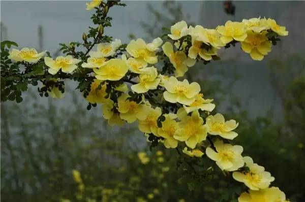 新疆的野玫瑰植物,济源野玫瑰花