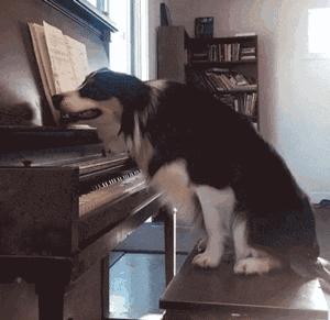 边牧这么聪明为什么很少人养,边牧太胆小了什么都教不会