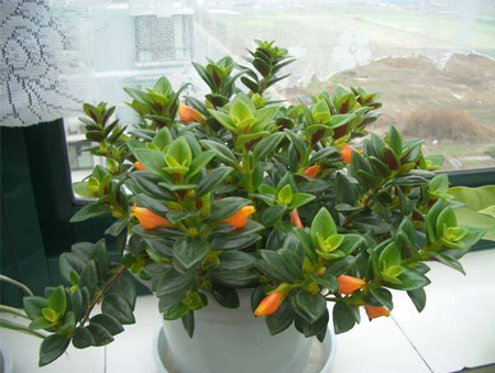 金鱼吊兰的养护方法和注意事项,金鱼吊兰养护技巧和注意事项