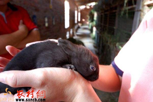 适合农村创业的小本生意,2017适合农民在家创业的项目