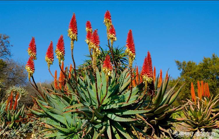 养了18年的芦荟第二次开花,长成树的芦荟