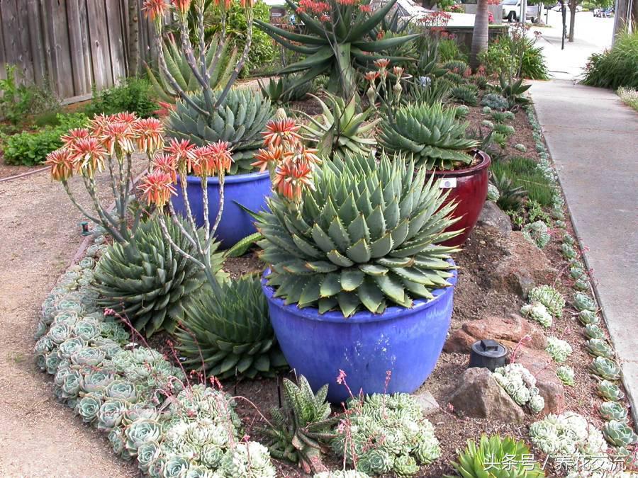 养了十多年的芦荟,芦荟盆栽种植阳台好吗
