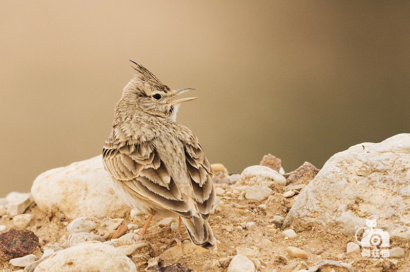 中东荒漠中的“特殊旅行”