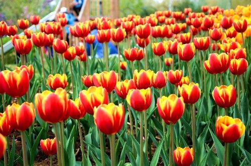 不同颜色的郁金香有着不同的寓意,郁金香的花色寓意是永恒的爱