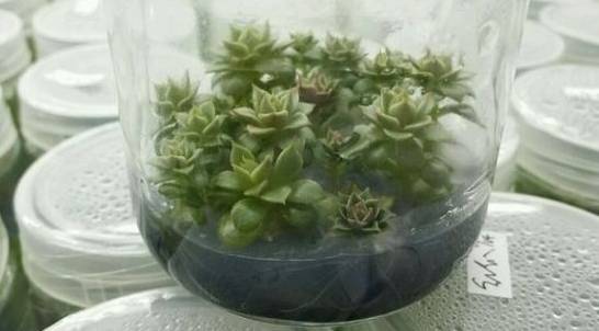 100分试卷考了60分算及格吗,多肉考试