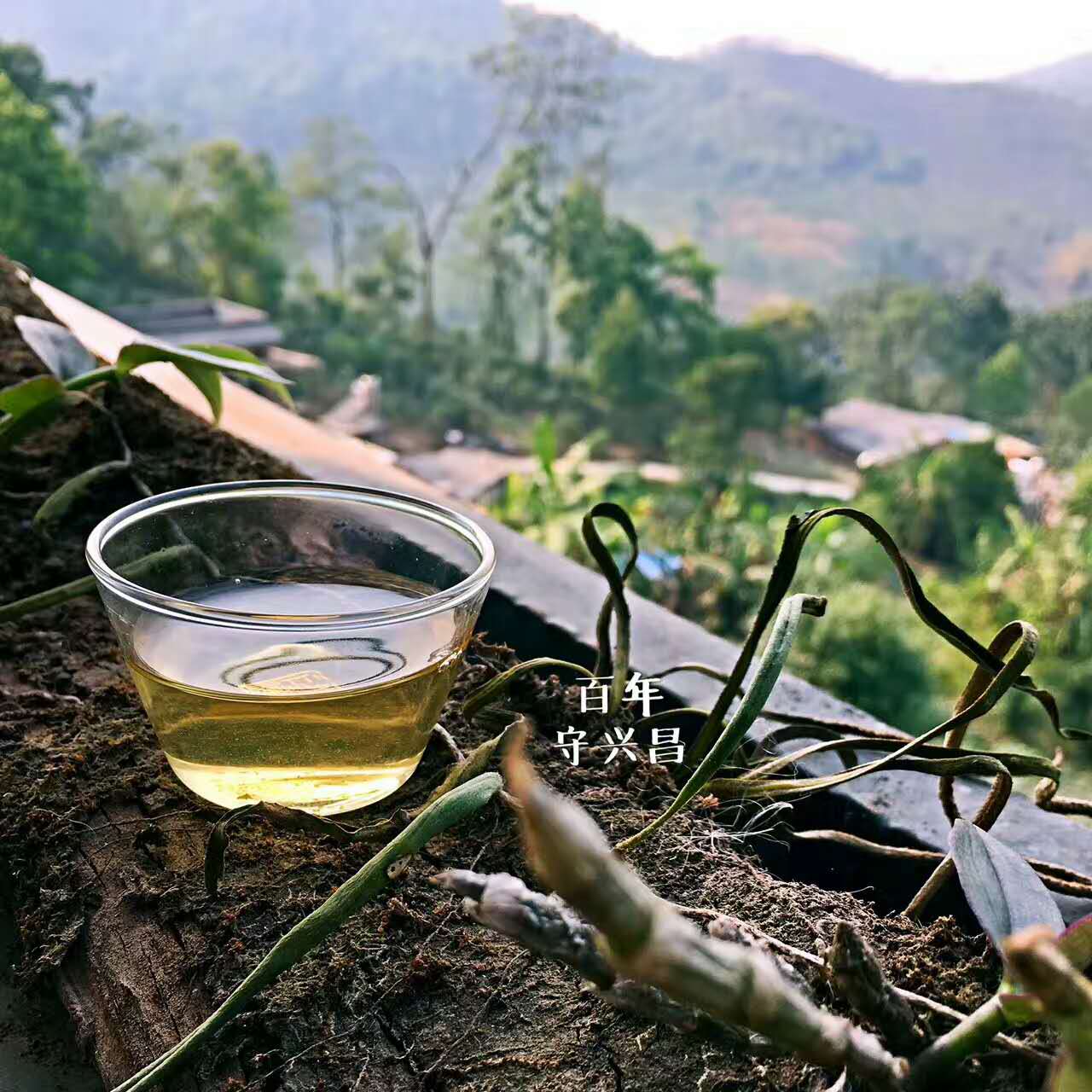 普洱茶喝起来舌根发麻,喝普洱茶舌头发麻是什么原因