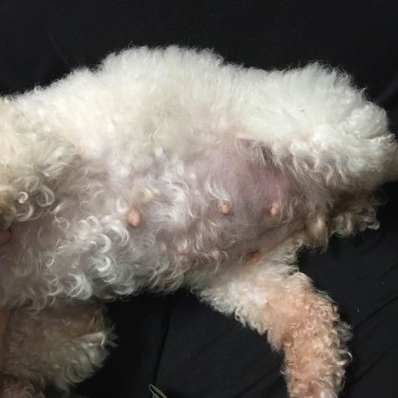 泰迪被土狗欺负完整版,泰迪被农村土狗咬死