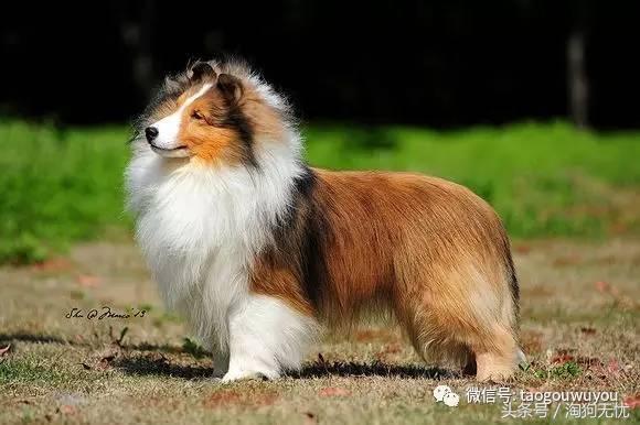 苏牧和喜乐蒂该选择谁,喜乐蒂和苏牧什么关系