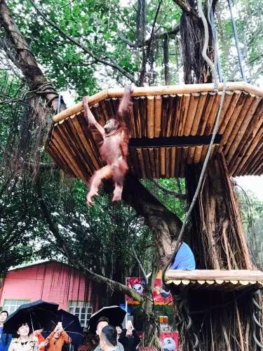 长隆野生动物园一天怎么玩,长隆野生动物园一天游不完怎么住