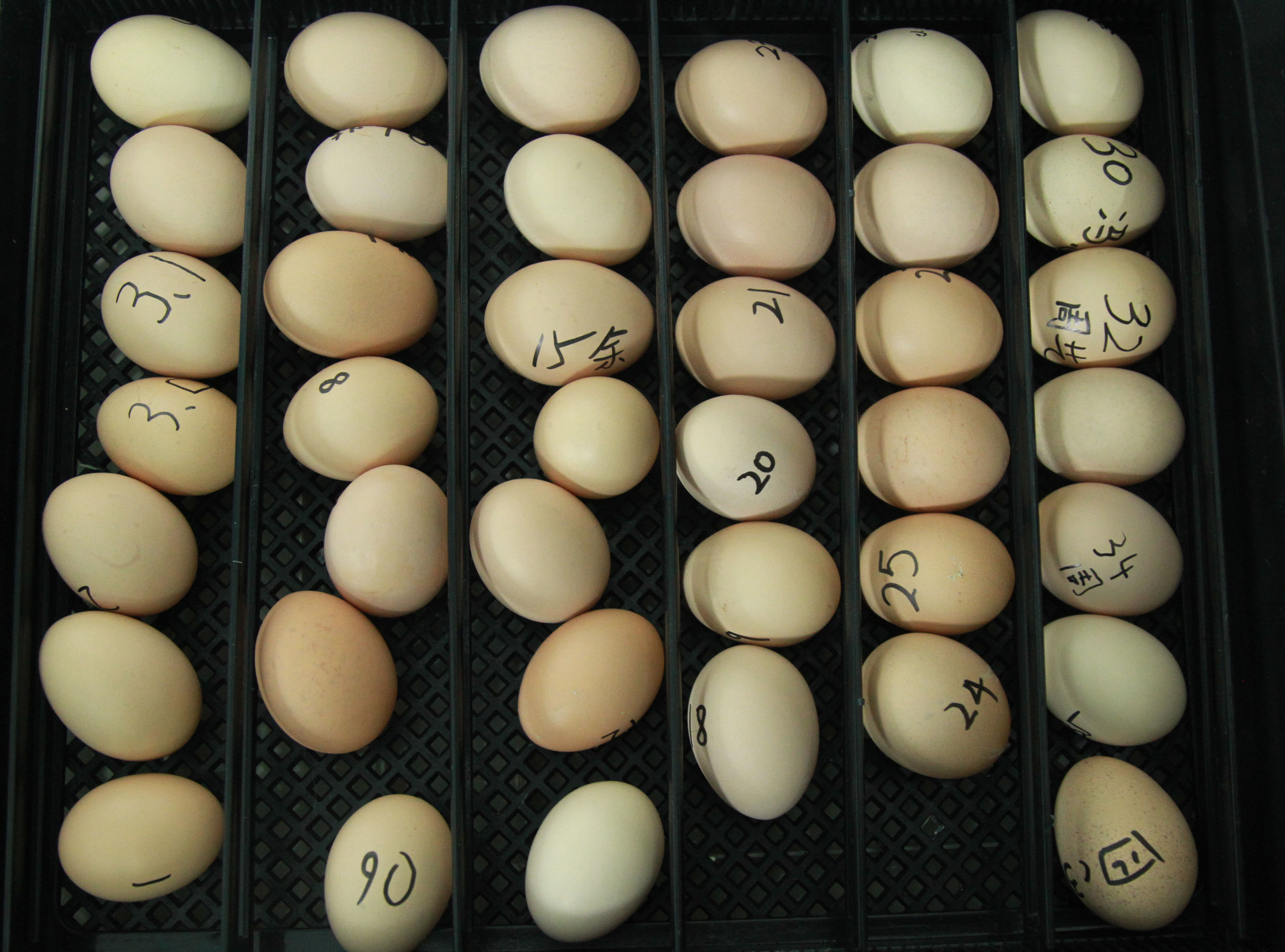 小学四年级班里集中采购了36只种蛋就是为了孵小鸡！